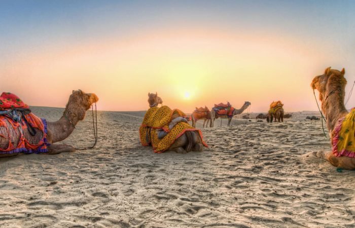 Rajasthan camel desert of Rajasthan Tour Package