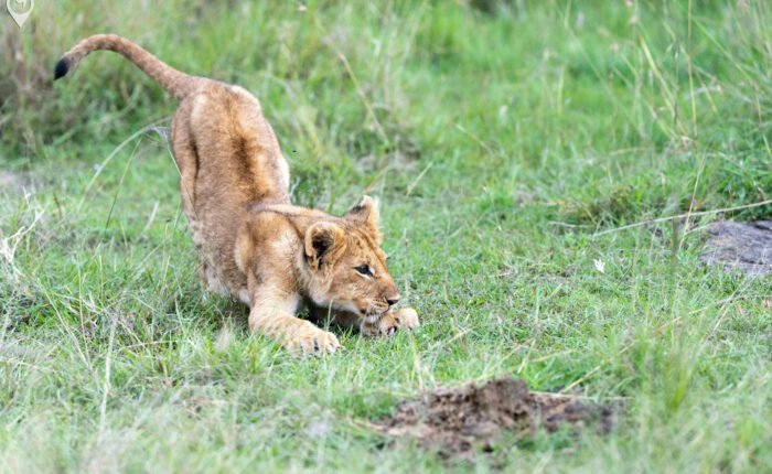 India Wildlife Tour Package