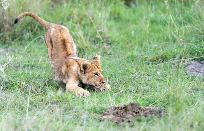 India Wildlife Tour Package