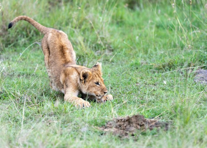 India Wildlife Tour Package
