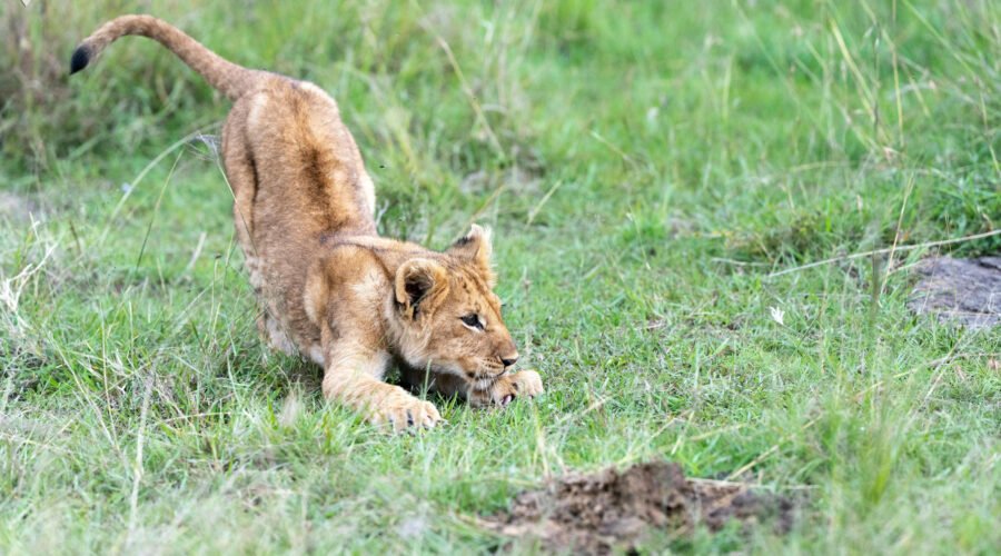 India Wildlife Tour Package India Wildlife Tour Package
