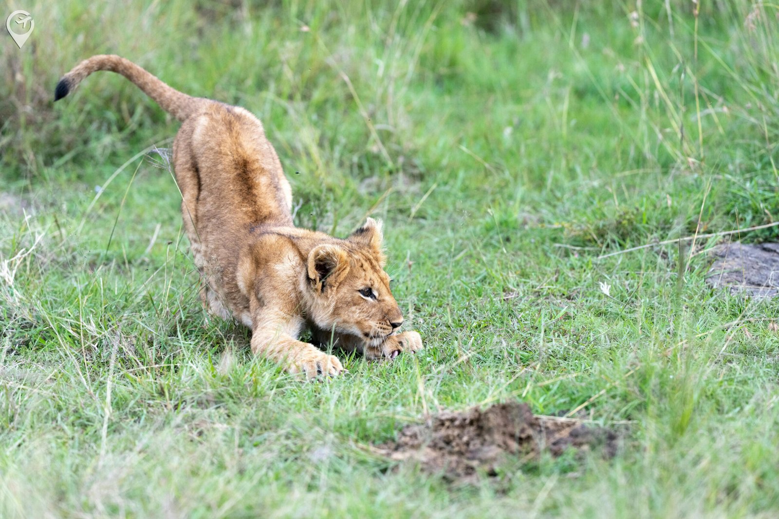 India Wildlife Tour Package