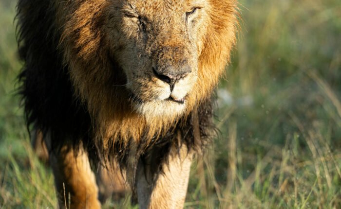 India Wildlife Tour Package