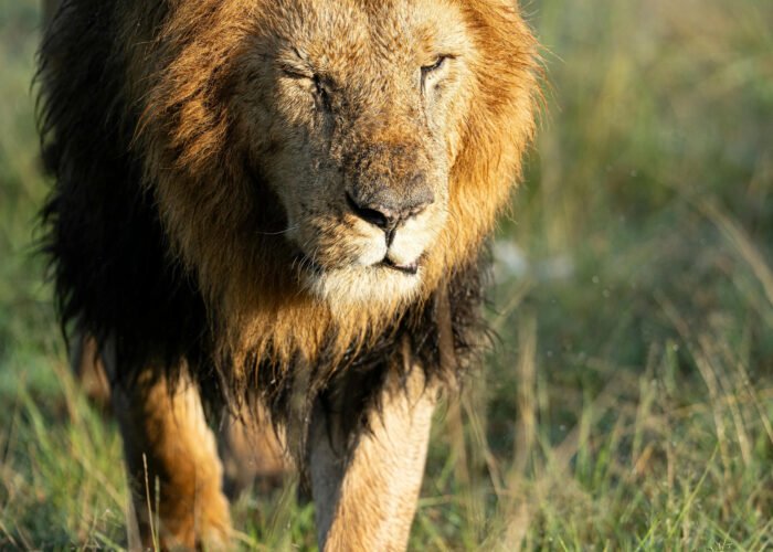 India Wildlife Tour Package