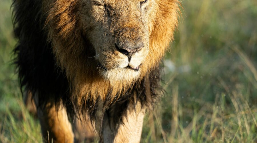 India Wildlife Tour Package India Wildlife Tour Package