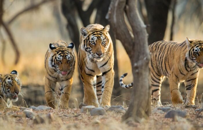Ranthambore-National-Park-feature Tiger photo by colorful destinations india