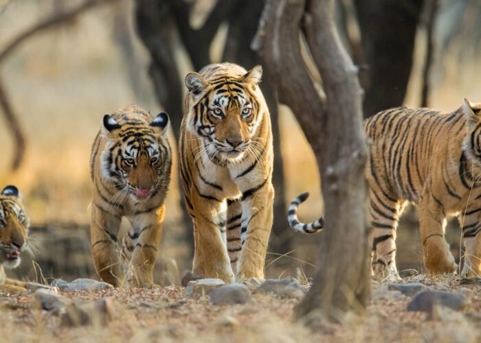 Tiger photo by colorful destinations india