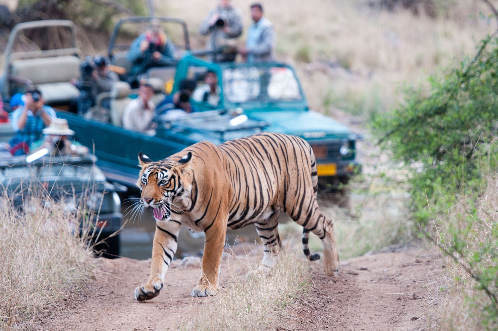 Rajasthan travel packages, Top Ranthambhore Tourist Attractions