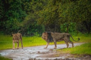 Gir National Park