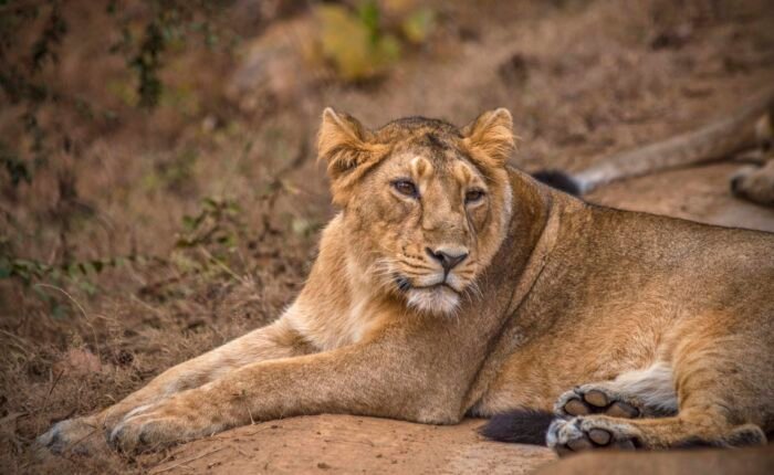 Sasan Gir Weekend Getaway From Ahmedabad