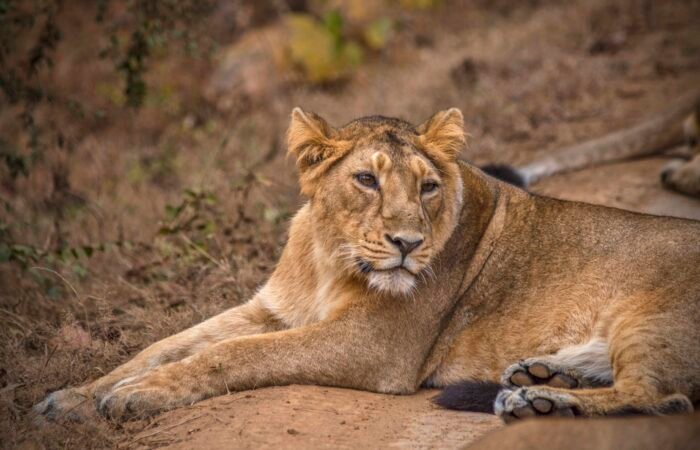 Sasan Gir Weekend Getaway From Ahmedabad