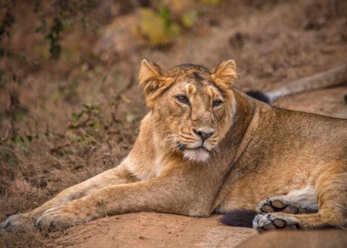 Sasan Gir Weekend Getaway From Ahmedabad