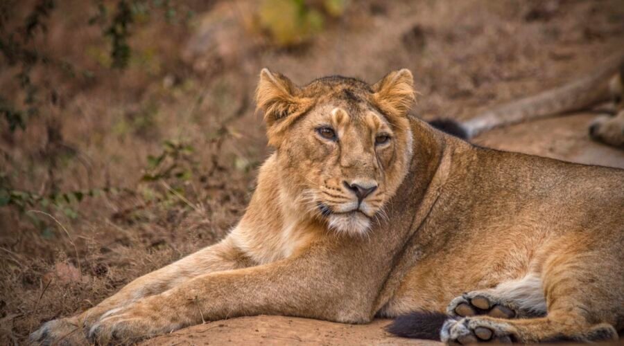 Gir National Park (42) Sasan Gir Weekend Getaway From Ahmedabad