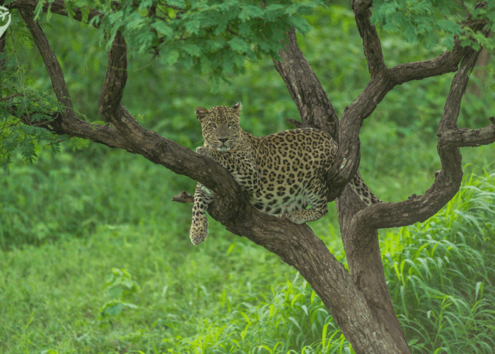 Best Gujarat Tour Package, Jaisalmer Adventuring Tour Package - 5 Nights / 6 Days Trip