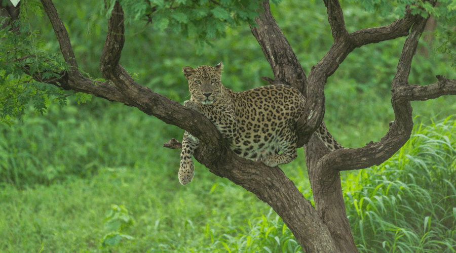 Ahmedabad Bhuj Kutch Dwarka Tour Package Best Gujarat Tour Package, Jaisalmer Adventuring Tour Package - 5 Nights / 6 Days Trip