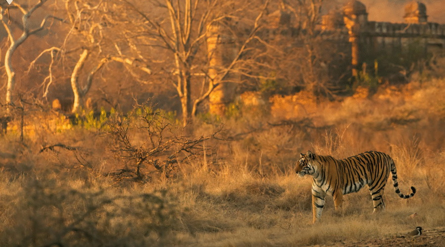 Ranthambore-photo-2