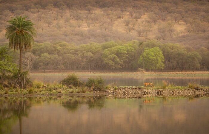 Beautiful tiger in the nature habitat. Tiger pose in amazing light. Wildlife scene with wild animal. Indian wildlife. Indian tiger. Panthera tigris tigris.